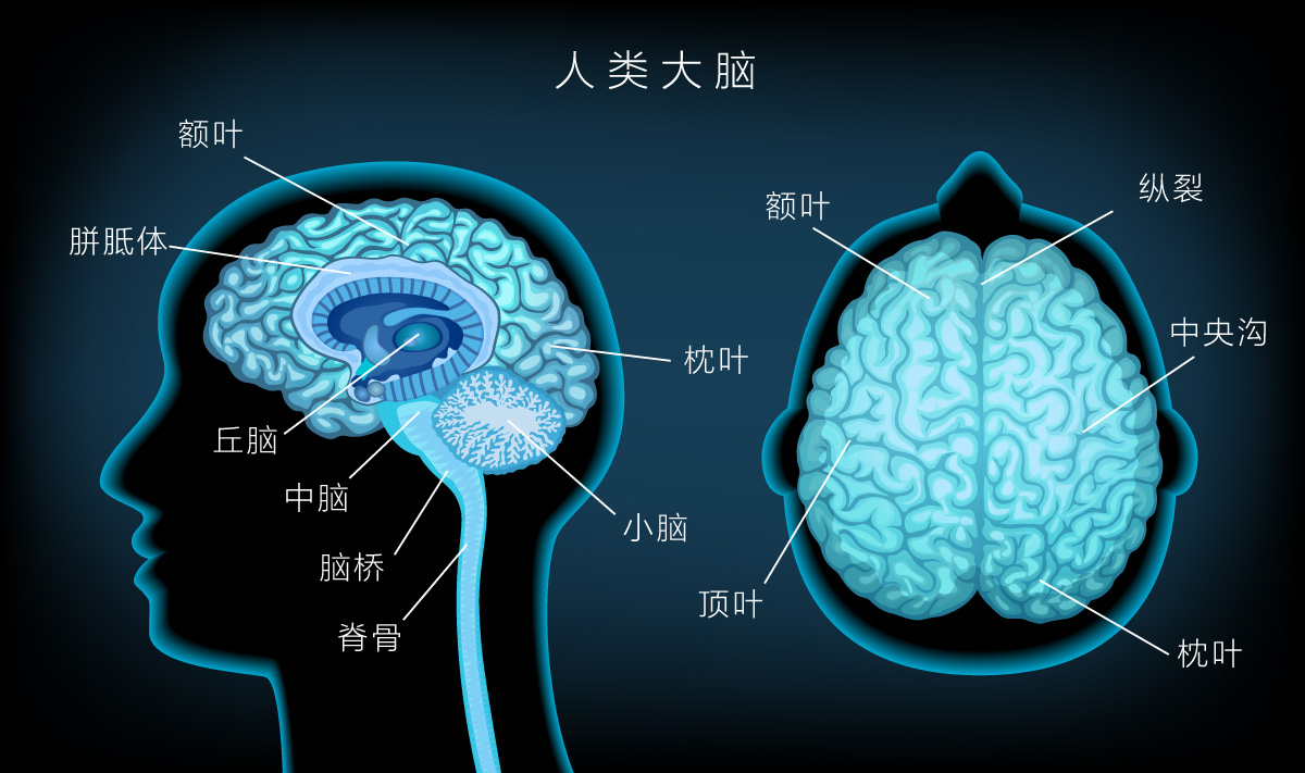 大脑前额叶区域扩大